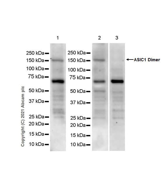 Anti-ASIC1 antibody [EPR25411-45] - BSA and Azide free(AB284410)