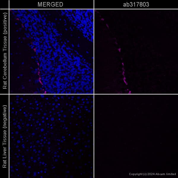 Anti-PSD95 antibody [EPR23124-118] – Goat IgG (Chimeric) – BSA and Azide Free(AB317803)