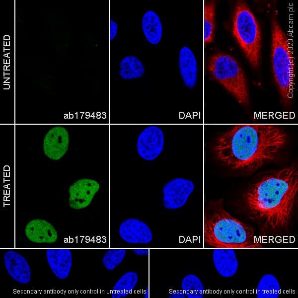 Anti-HIF-1 alpha antibody [EPR16897](AB179483)