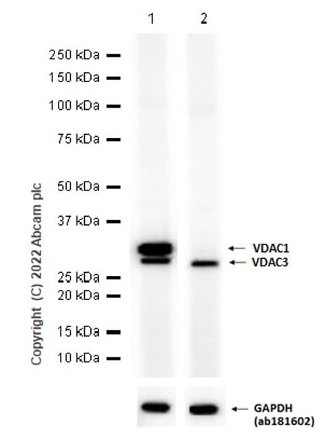 Anti-VDAC1/Porin + VDAC3 antibody [20B12AF2](AB14734)