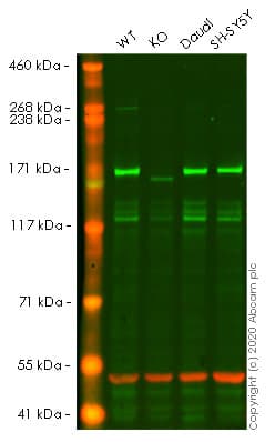 Anti-EEA1 antibody [EPR4245] - Early Endosome Marker(AB109110)