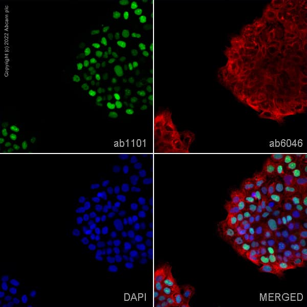 Goat Anti-Mouse IgG H&L (Alexa Fluor® 488) preadsorbed(AB150117)