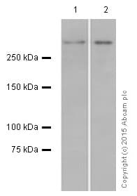 Anti-53BP1 antibody [EPR2172(2)](AB175933)