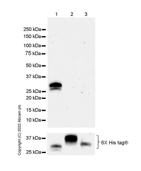 Anti-FOLR2 antibody [EPR25731-70] (BSA and Azide free)(AB302533)