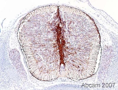 Anti-BLBP antibody(AB32423)