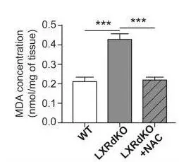 Lipid Peroxidation (MDA) Assay Kit (Colorimetric/Fluorometric)(AB118970)