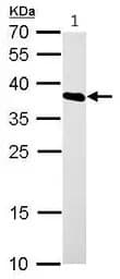 Anti-hnRNP A1 antibody(AB137780)