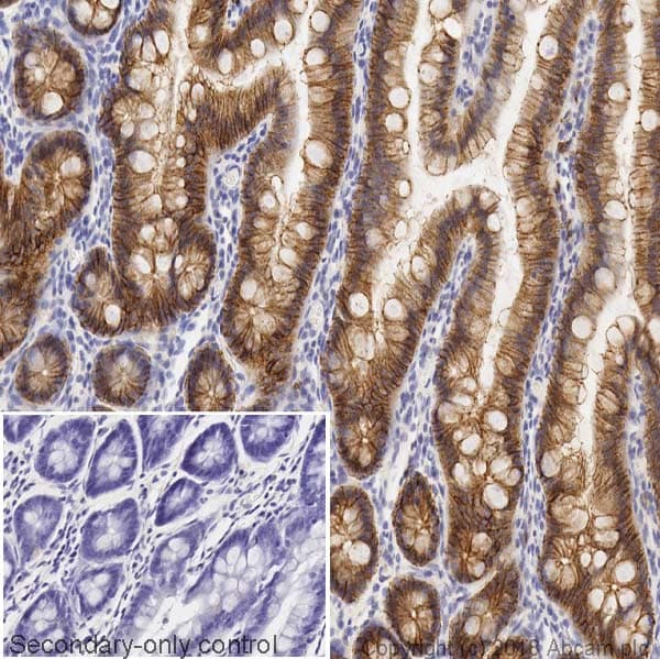 Anti-E Cadherin antibody [4A2](AB231303)