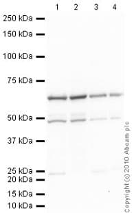 Anti-HDAC2 antibody(AB16032)