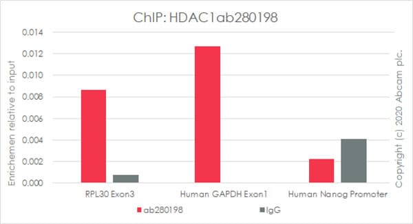 Anti-HDAC1 antibody [EPR23847-170](AB280198)