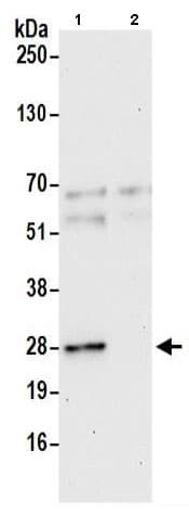 Gas41 Antibody Ab205018  Immunoprecipitation Img97341