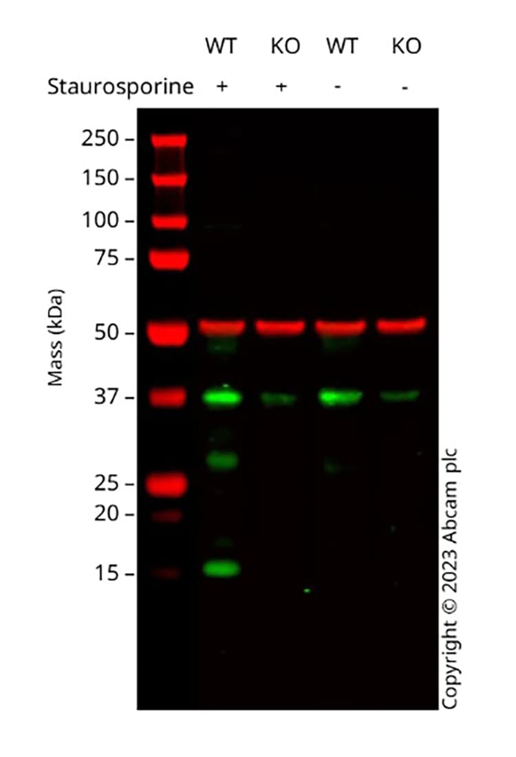 Anti-Cleaved Caspase-3 antibody [E83-77](AB32042)