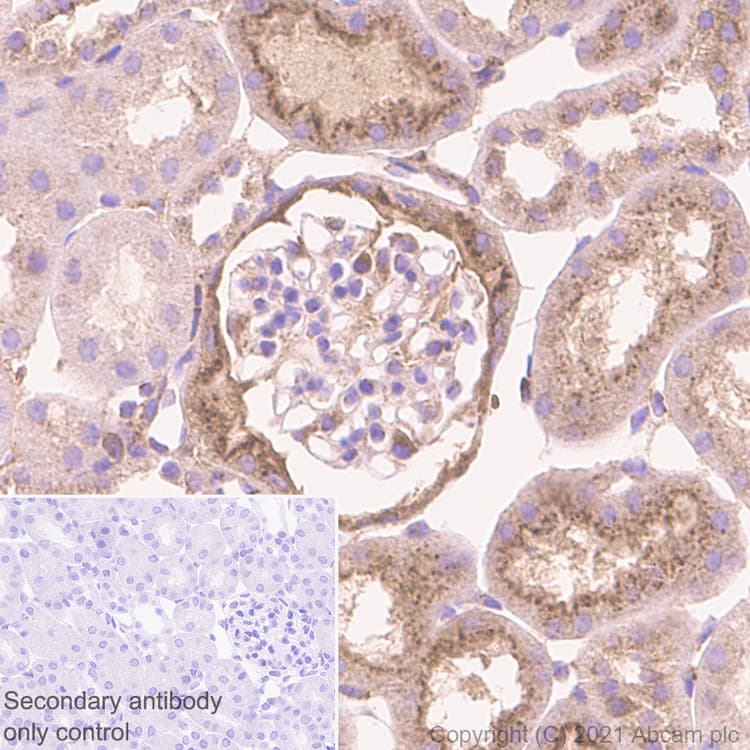 Cystatin C Antibody Epr4413 Ab109508  Immunohistochemistry Formalin Pfa Fixed Paraffin Embedded Sections Img400227