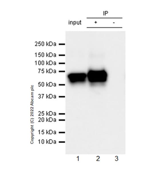 VeriBlot for IP Detection Reagent (HRP)(AB131366)