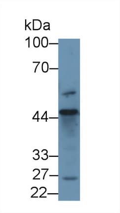 Anti-D2HGDH antibody(AB233516)