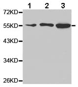 Anti-GDNF Receptor alpha 1/GFRA1 antibody(AB186855)