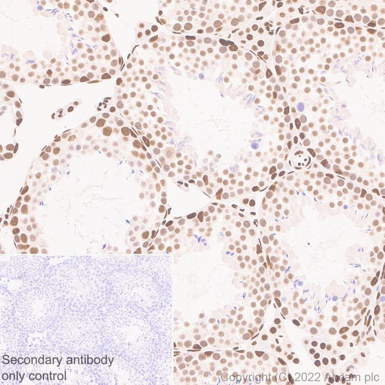 Anti-Brd4 antibody [EPR25425-23](AB289886)