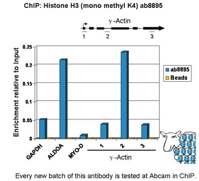 Histone H3 (K4 methylation) Panel (mono methyl K4, di methyl K4, tri methyl K4)(AB103938)