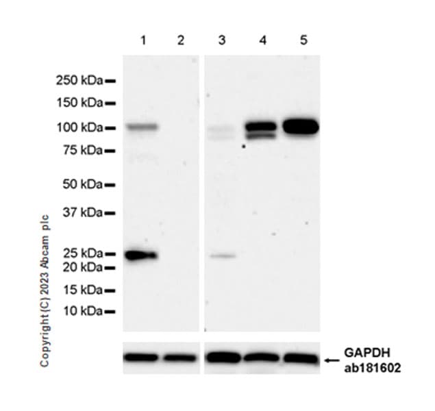 Anti-DNA Ligase III/LIG3 antibody [EPR27265-44](AB313374)