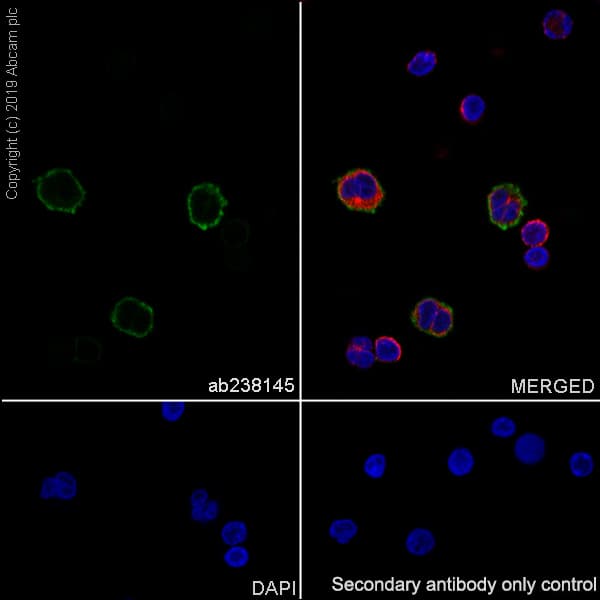 Anti-LILRB1 antibody [EPR22861-6](AB238145)