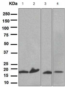 Anti-Prealbumin antibody [EPR2928(2)] - BSA and Azide free(AB248446)