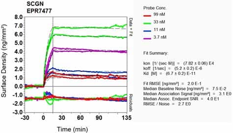 Scgn Secretagogin Antibody Epr7477 Bsa And Azide Free Ab248768  Oi Rd Scanning Img85204