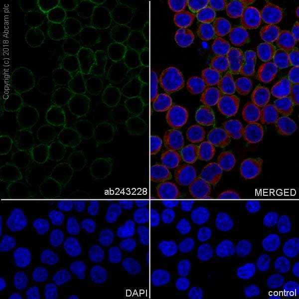 Anti-CD28 antibody [EPR22076](AB243228)