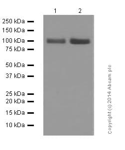 Anti-Amyloid Precursor Protein antibody [Y188](AB32136)
