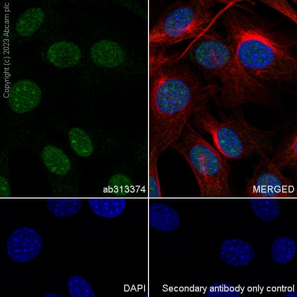 Anti-DNA Ligase III/LIG3 antibody [EPR27265-44](AB313374)