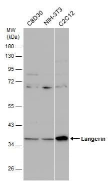 Anti-Langerin antibody(AB272895)