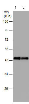 Anti-beta Actin antibody - N-terminal(AB209869)