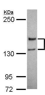 Anti-NMDAR2A antibody - N-terminal(AB227233)