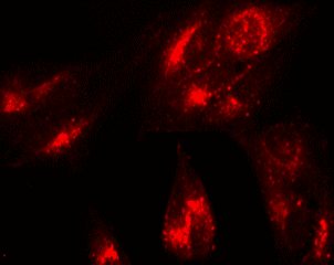 Lysosomal Staining Kit - Red Fluorescence - Cytopainter(AB112137)