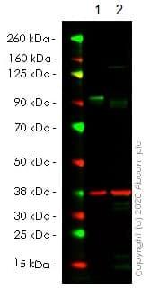 Anti-SUZ12 antibody [EPR5234(N)] - ChIP Grade(AB175187)