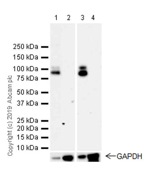 Anti-GABA B Receptor 1 antibody [EPR22954-47](AB238130)