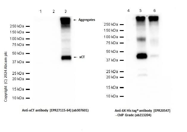 Anti-xCT antibody [EPR27115-64](AB307601)
