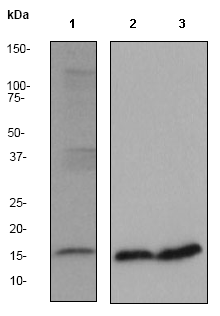 Anti-Cytochrome C antibody [EP1326-80-5](AB76107)