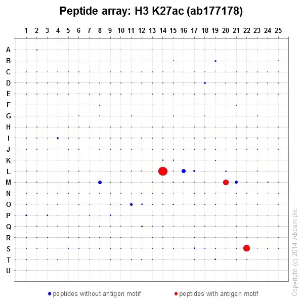 Anti-Histone H3 (acetyl K27) antibody [EP16602] - ChIP Grade(AB177178)