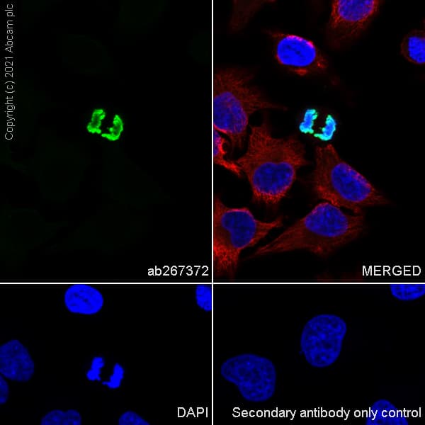 Anti-Histone H3 (phospho S10) antibody [EPR24060-36](AB267372)