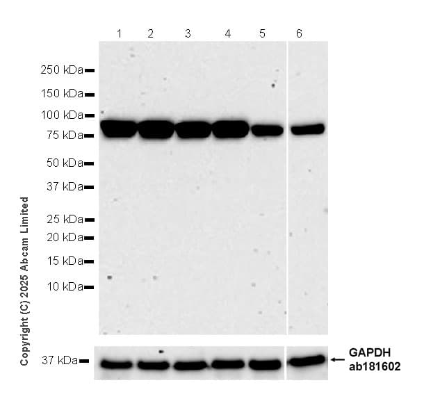 Goat Anti-Rabbit IgG H&L (HRP)(AB97051)