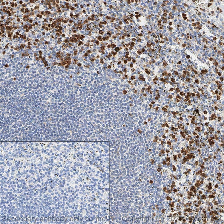 Anti-CD11b antibody [EPR1344] - BSA and Azide free(AB209970)
