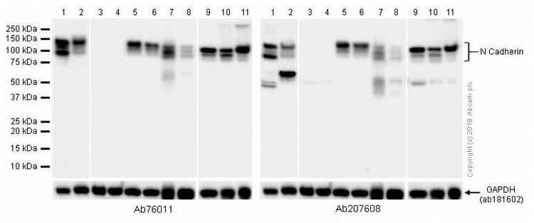 Anti-N Cadherin antibody [EPR1791-4](AB76011)