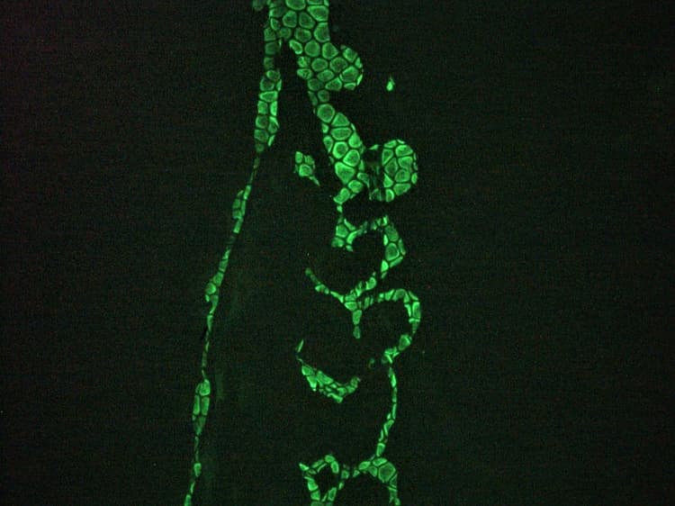 Anti-Vimentin antibody [RV202] - Cytoskeleton Marker(ab8978)