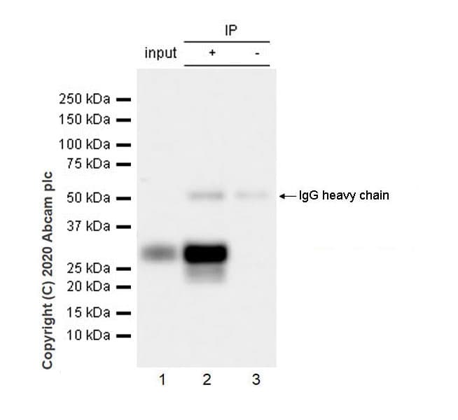 Anti-Pit1 antibody [EPR23555-203](AB273048)