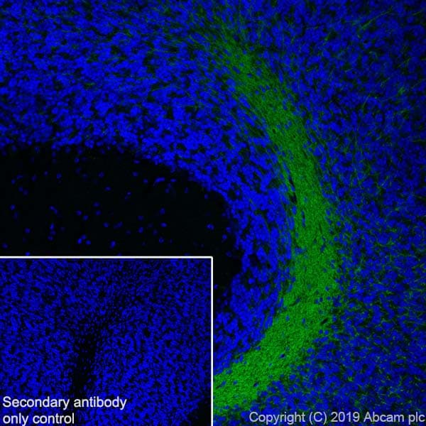 Anti-Myelin oligodendrocyte glycoprotein antibody [EPR22629-310] - BSA and Azide free(AB255266)
