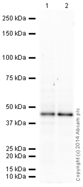 HeLa nuclear extract lysate(AB150036)