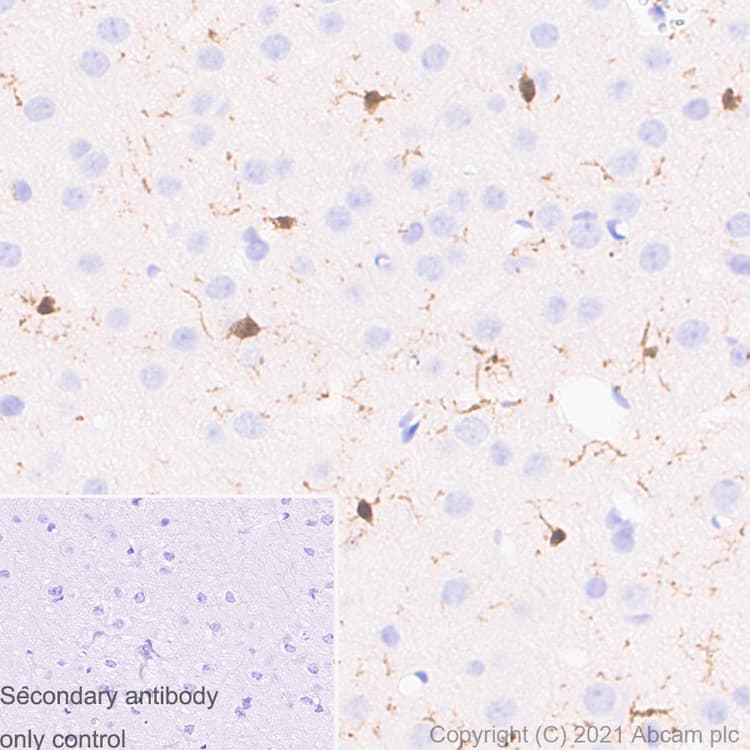 Anti-Iba1 antibody [EPR16589] - Rat IgG2a (Chimeric)(AB283346)
