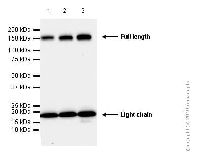 Anti-Integrin alpha 5 antibody [EPR7854] - Low endotoxin, Azide free(AB221606)