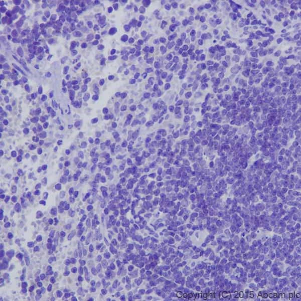 Anti-Kappa Opioid Receptor antibody [EPR18881] - BSA and Azide free(AB240278)