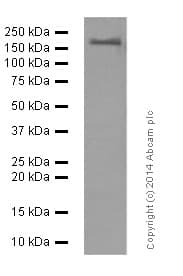 Anti-PDGFR alpha + PDGFR beta antibody [Y92] - C-terminal(AB32570)